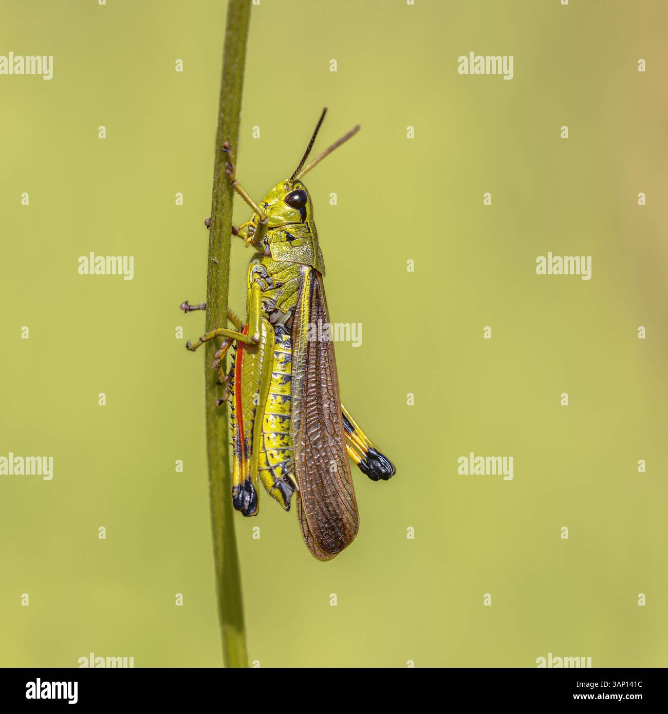 Large Marsh Grasshopper (Stethophyma grossum). Auf Gras in natürlicher Umgebung. Wildnis-Szene der Natur in Europa. Stockfoto
