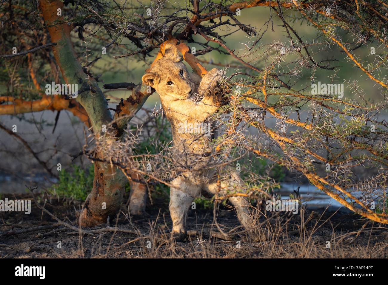 Löwenjunge spielt in einem Baum bei Sonnenaufgang in Mwiba, Afrika Stockfoto