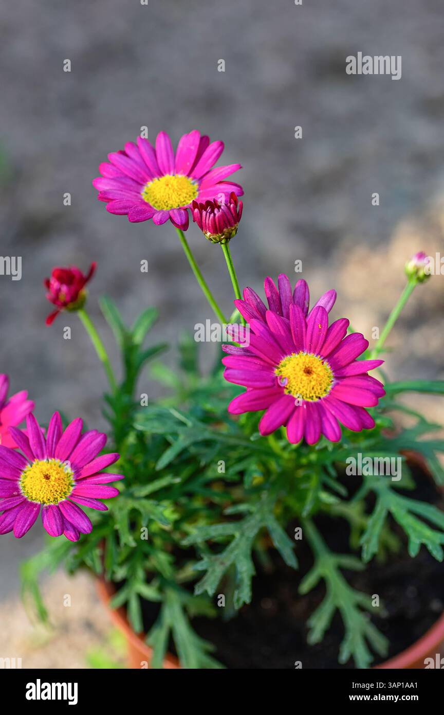 Nahaufnahme von magentafarbenen argyranthemenblüten mit hellgelben Zentren, umgeben von üppig grünen Blättern, in einer Gartenumgebung. Stockfoto
