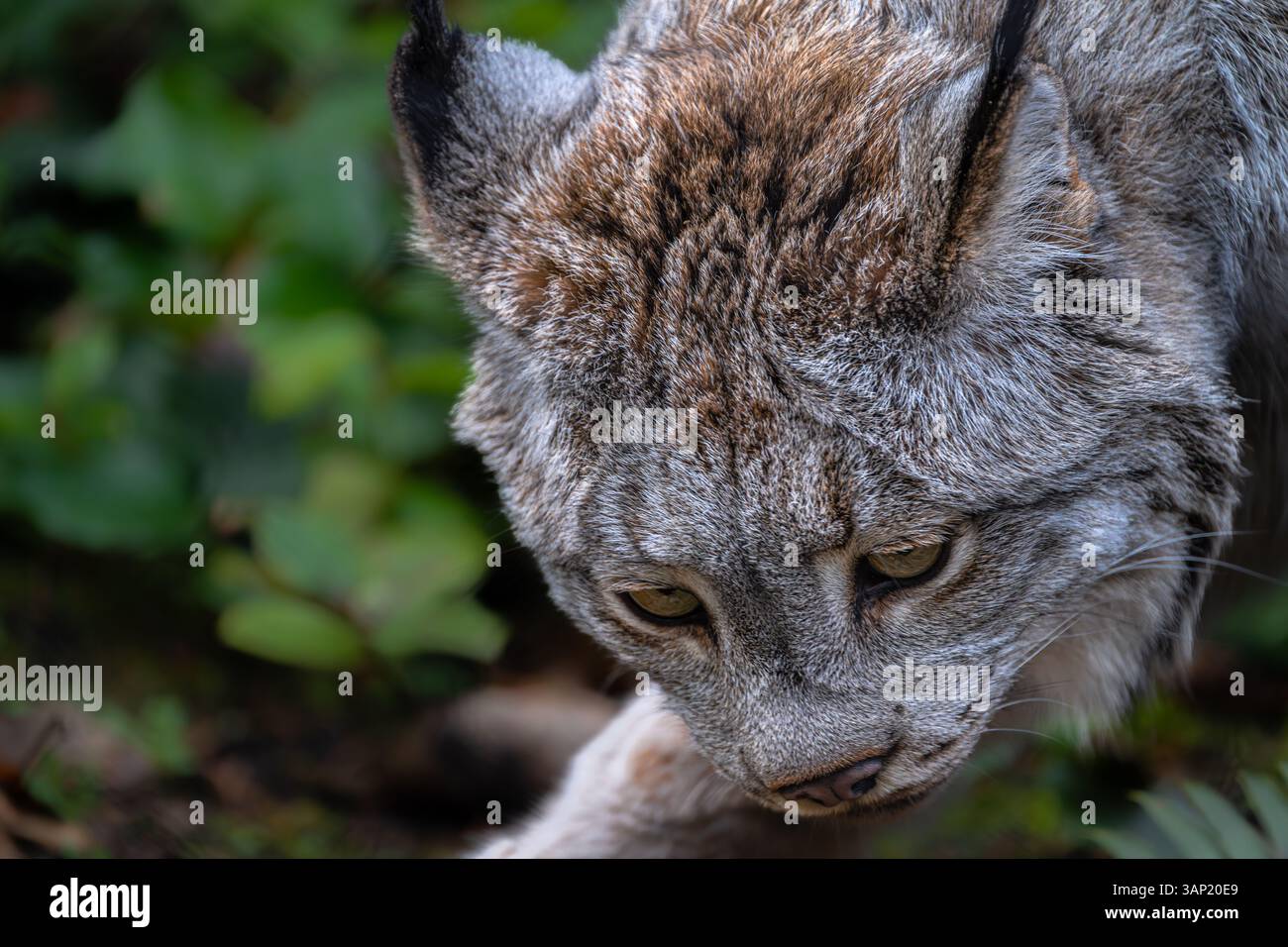Canada Lynx (Lynx canadensis) auf der Suche nach Lebensmitteln Stockfoto