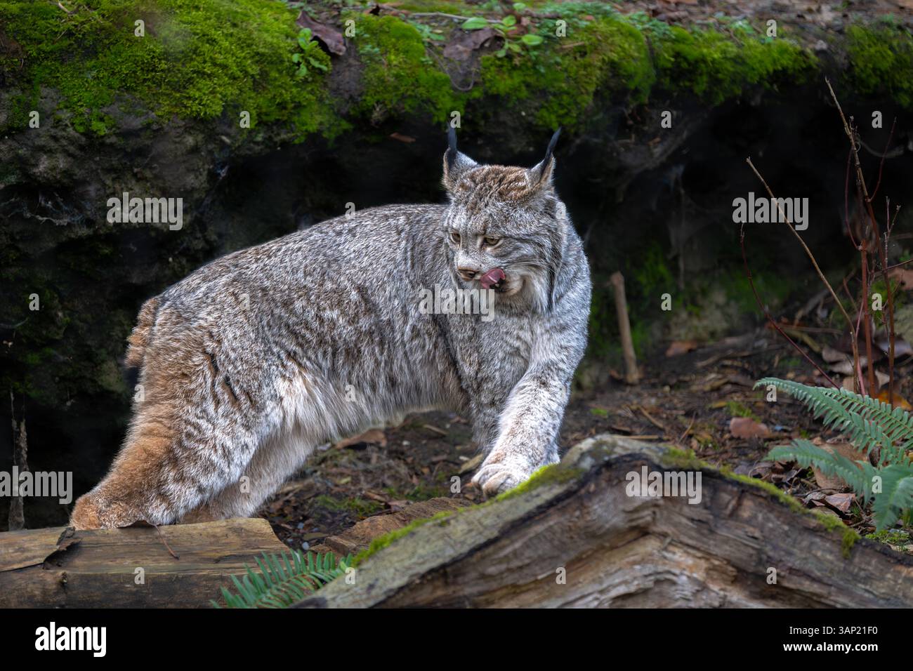 Canada Lynx (Lynx canadensis) auf der Suche nach Lebensmitteln Stockfoto