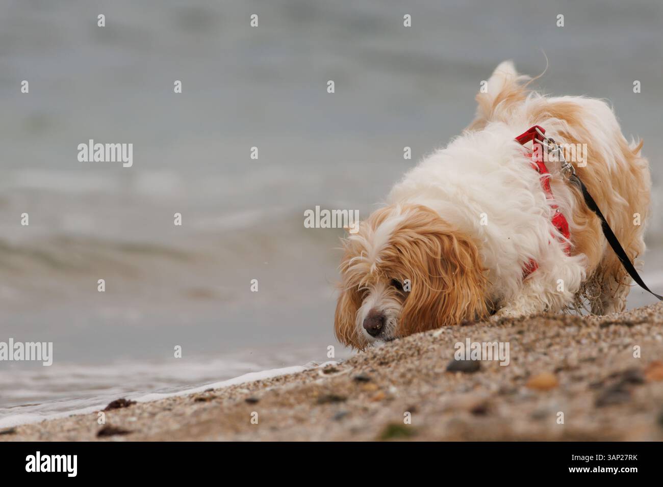 Cavachon Hund mit negativem Raum während eines Spaziergangs am Agua Amarga Strand von Hunden, Alicante, Spanien Stockfoto