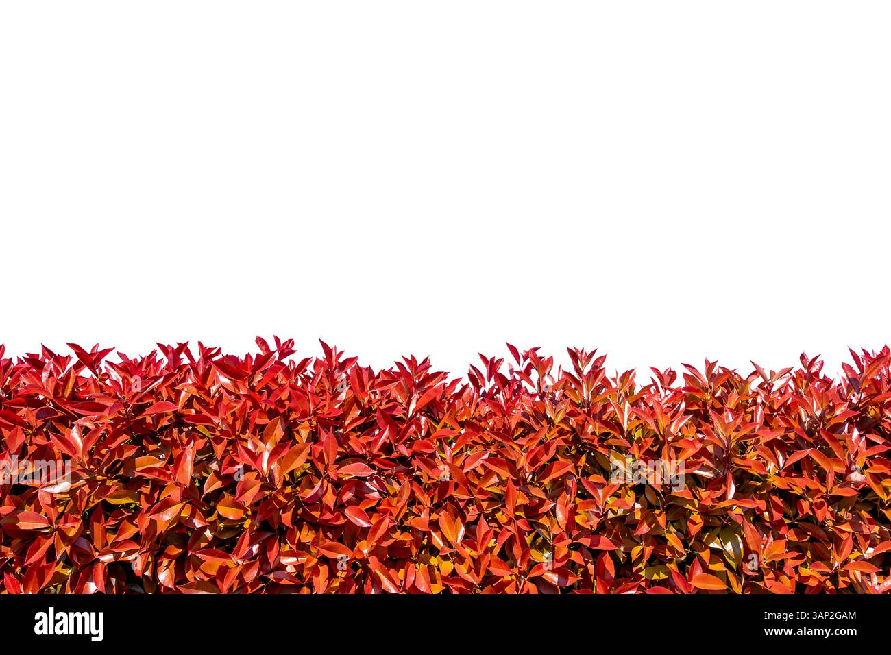 Photinia glabra (rotkehlchen) Hecke mit roten Blattsprossen im Frühjahr isoliert auf weiß mit Schnittpfad inklusive. Geeignet für Rahmenmontage Stockfoto