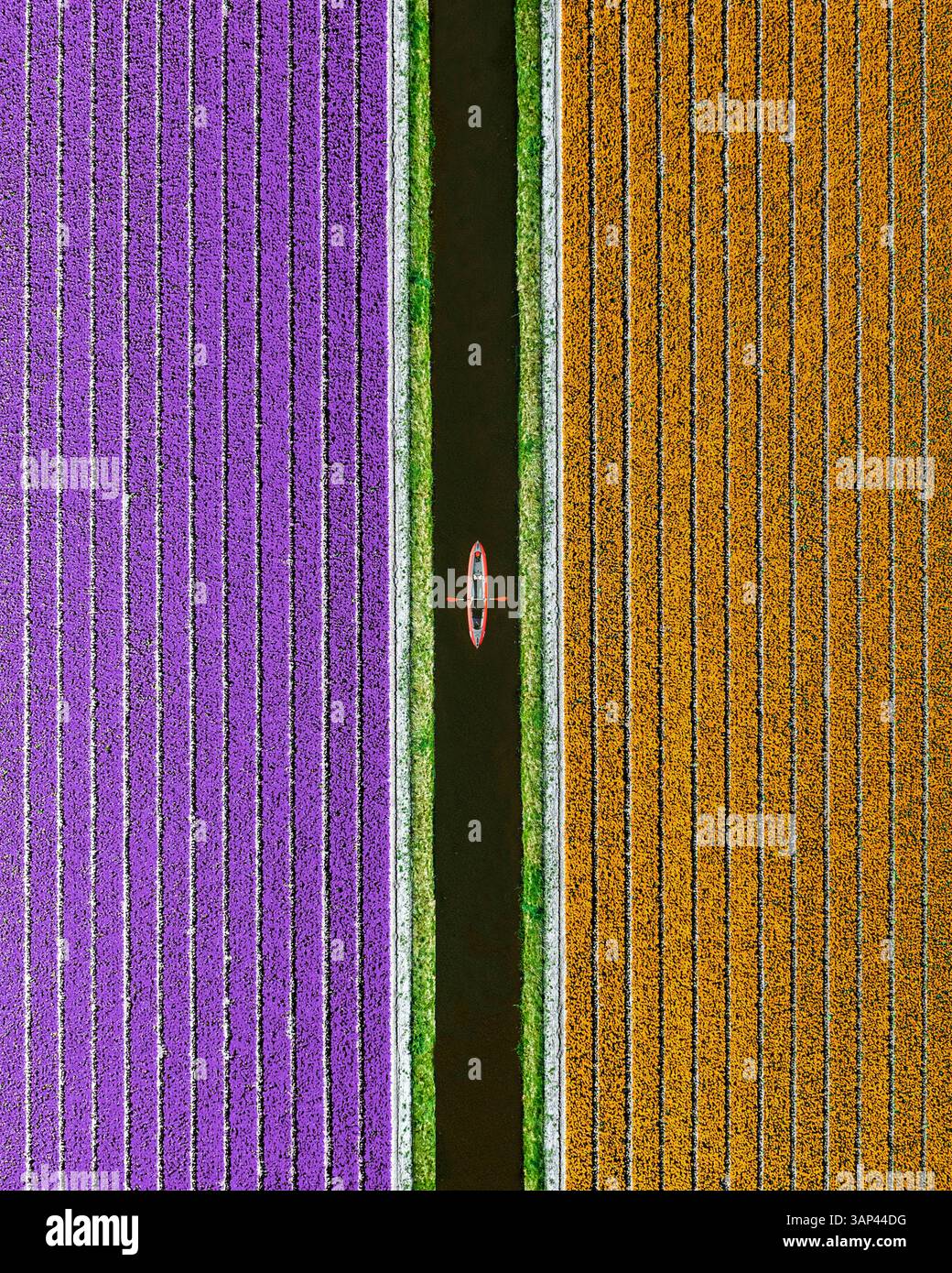 Luftdrohne von oben nach unten: Kajak zwischen farbenfrohen Tulpenfeldern, Frühling in Holland, Niederlande. Stockfoto
