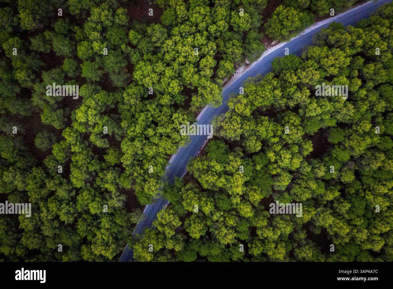 Luftaufnahme der Straße durch Wälder, Münze, Malaga, Spanien Stockfoto