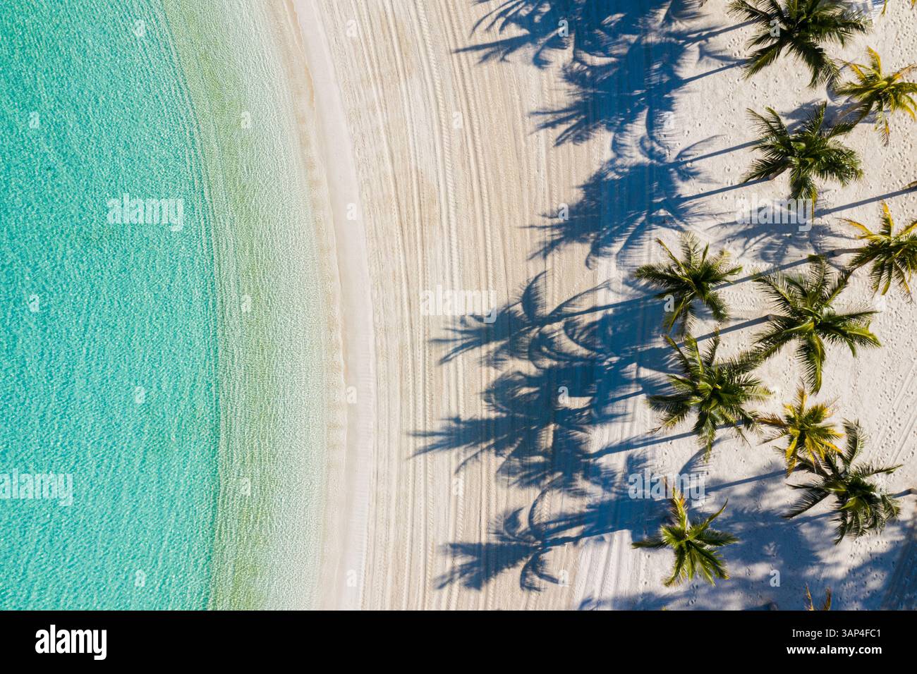 Blick aus der Vogelperspektive auf Palmen entlang der Küste am Strand, Berry Islands, die Bahamas. Stockfoto