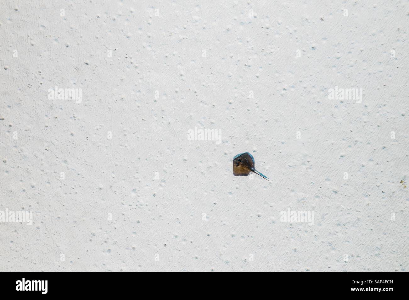 Luftaufnahme eines einsamen südlichen Stachelrochen, der auf der Sandebene liegt, Berry Islands, die Bahamas. Stockfoto