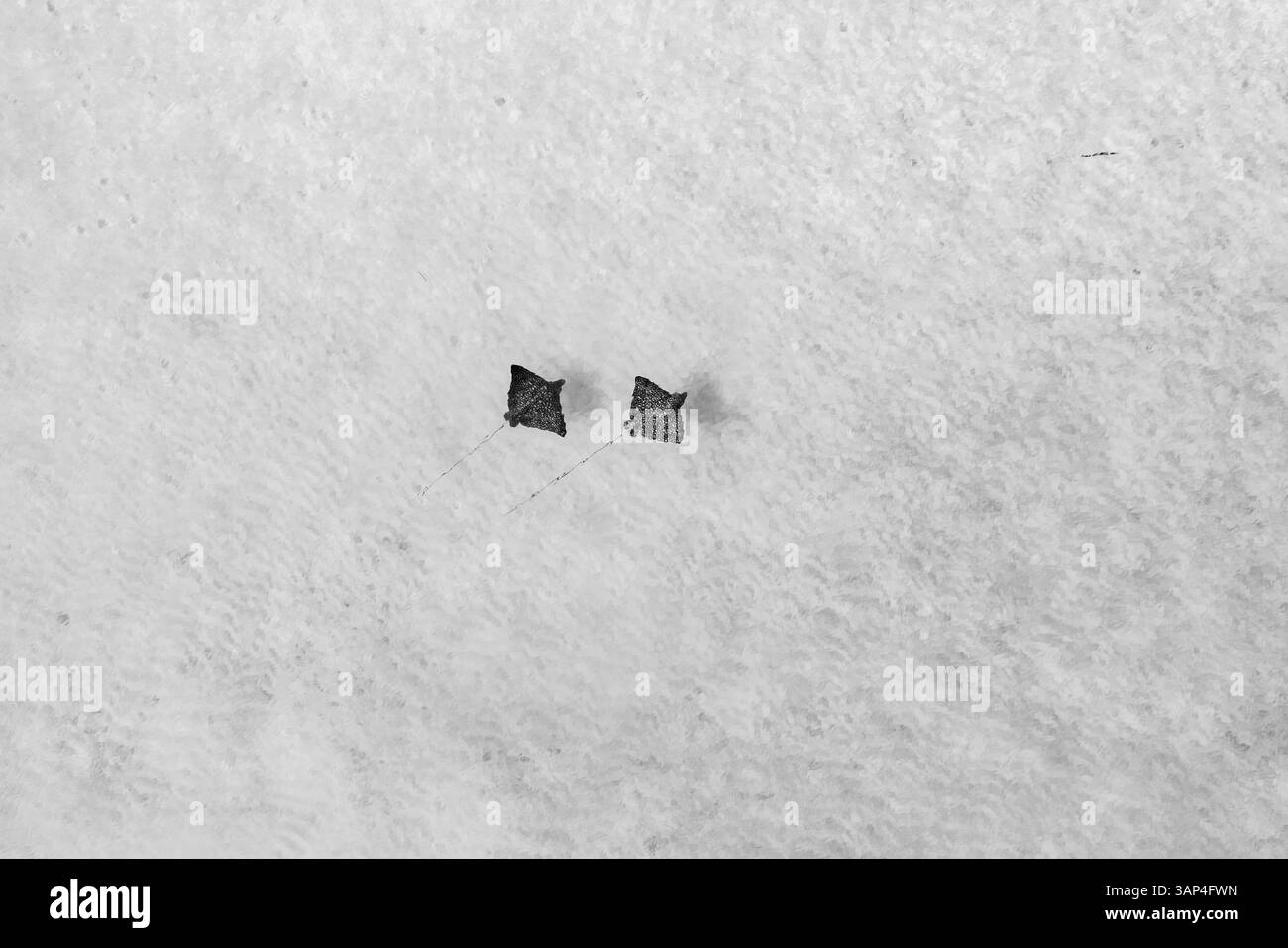 Luftaufnahme von Adlerrochen, die über die Sandflächen, Berry Islands und die Bahamas fahren. Stockfoto