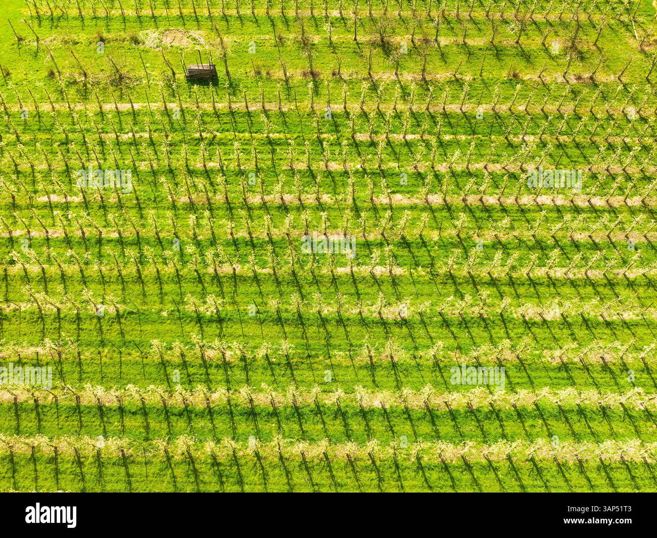 Abstrakte Luftaufnahme von blühenden Obstplantagen, Betuwe, Gelderland, Niederlande. Stockfoto