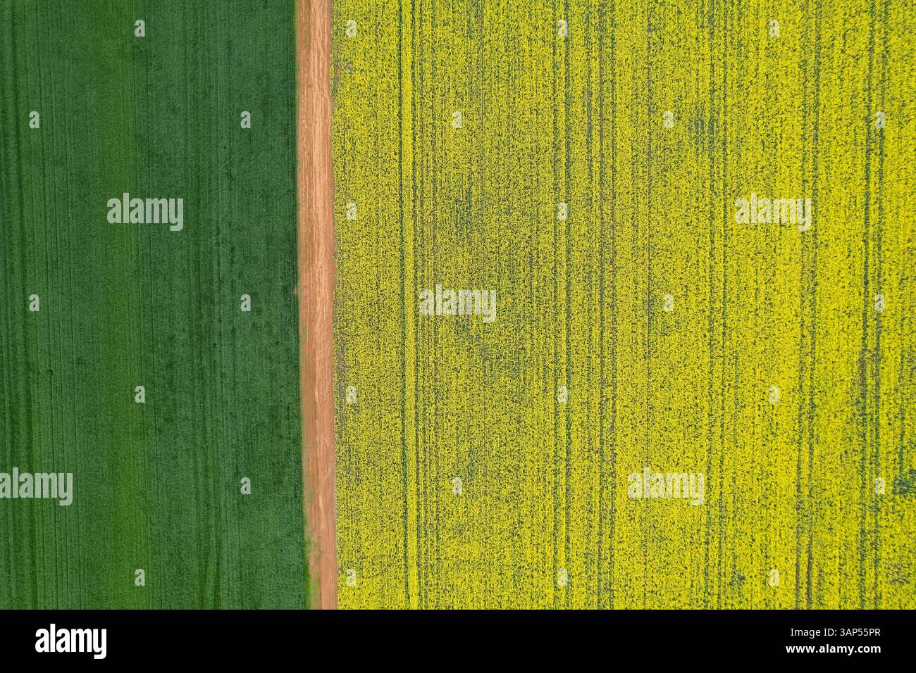Aus der Vogelperspektive der lebhaften gelben und grünen Rapsfelder in Pingelly, Western Australia. Stockfoto