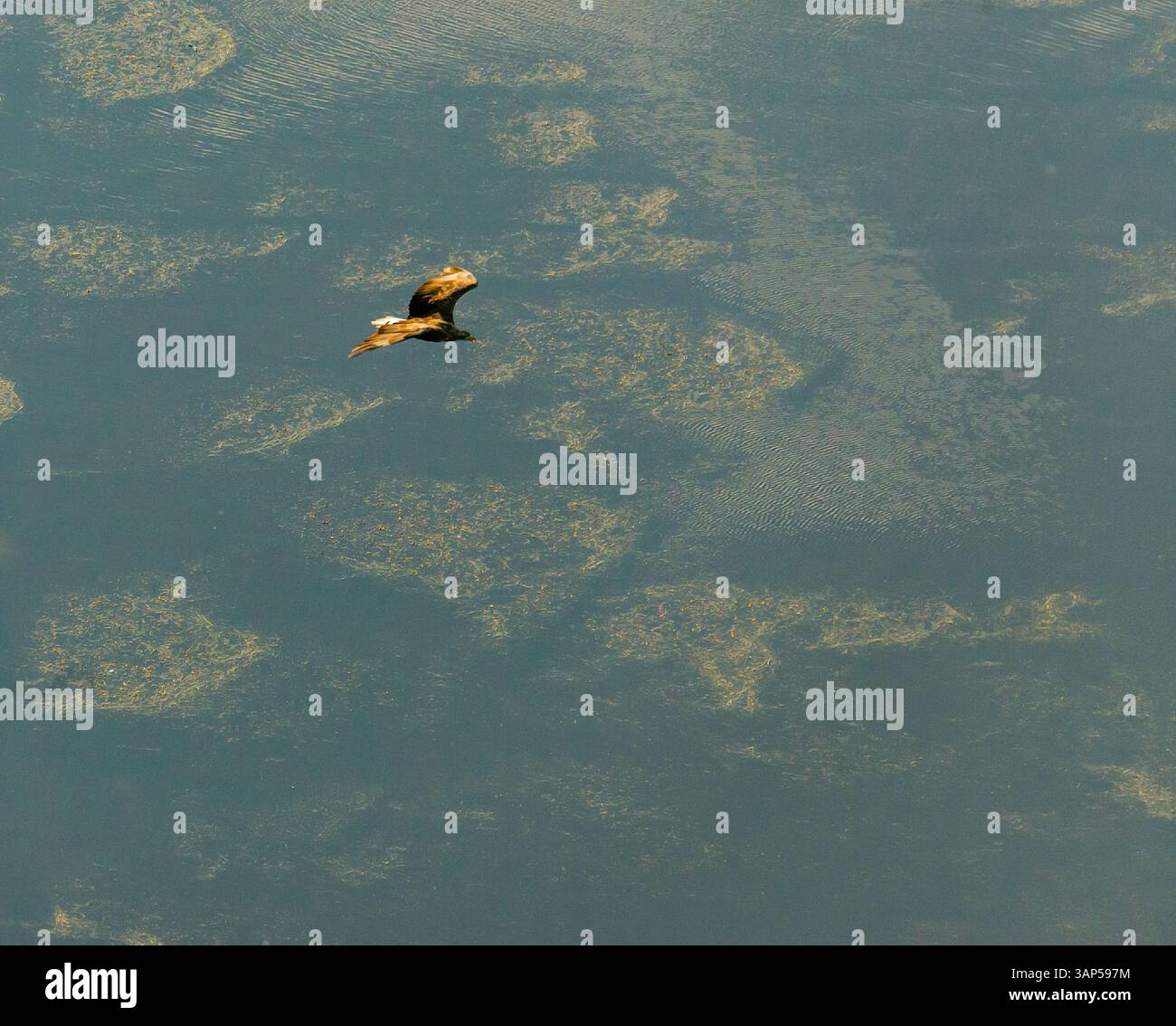 Aus der Vogelperspektive auf das ruhige Wasser, das den Himmel mit hoch aufragenden Vögeln reflektiert, Astrachan Nature Reserve, Russland. Stockfoto