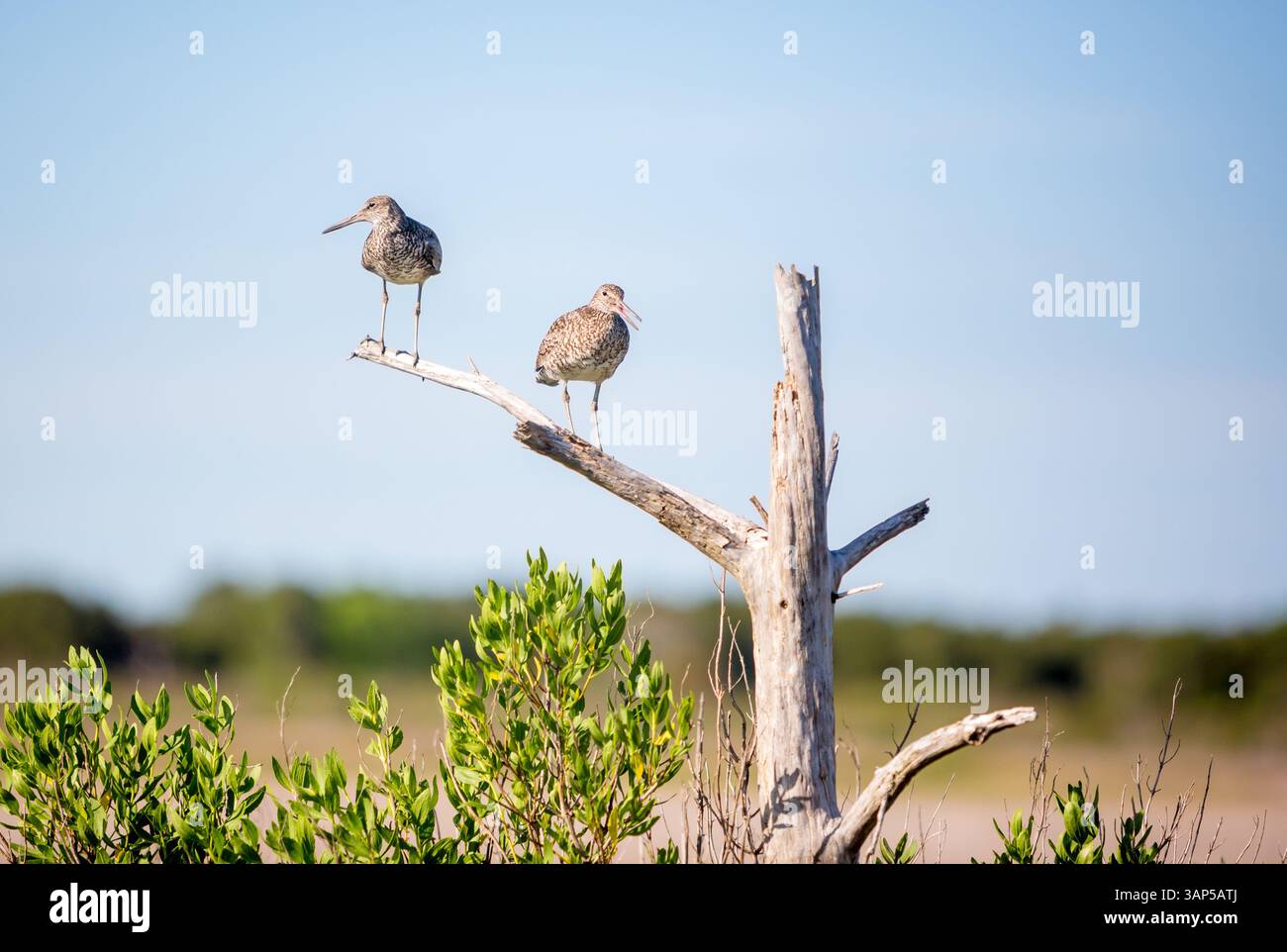 Zwei Willets (Tringa semipalmata) in einem toten Baum in Assateague Island National Seashore, Maryland Stockfoto