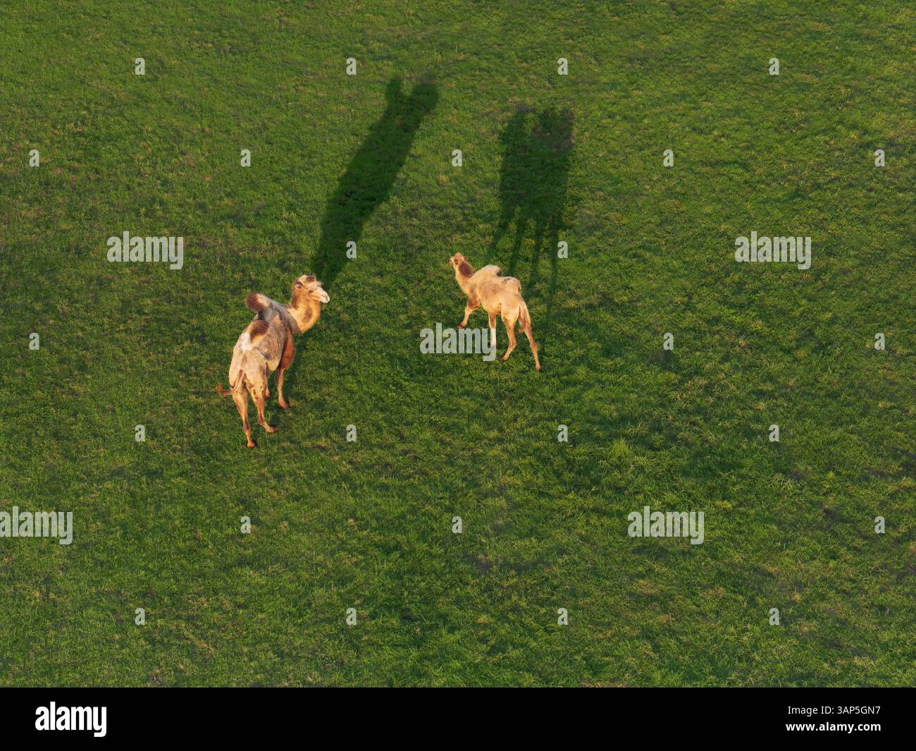 Luftaufnahme einer ruhigen Szene mit einer Kamelmutter und ihrem Kalb, die auf einer ruhigen Weide unter Nachmittagssonne weidet, Trendelburg, Deutschland. Stockfoto