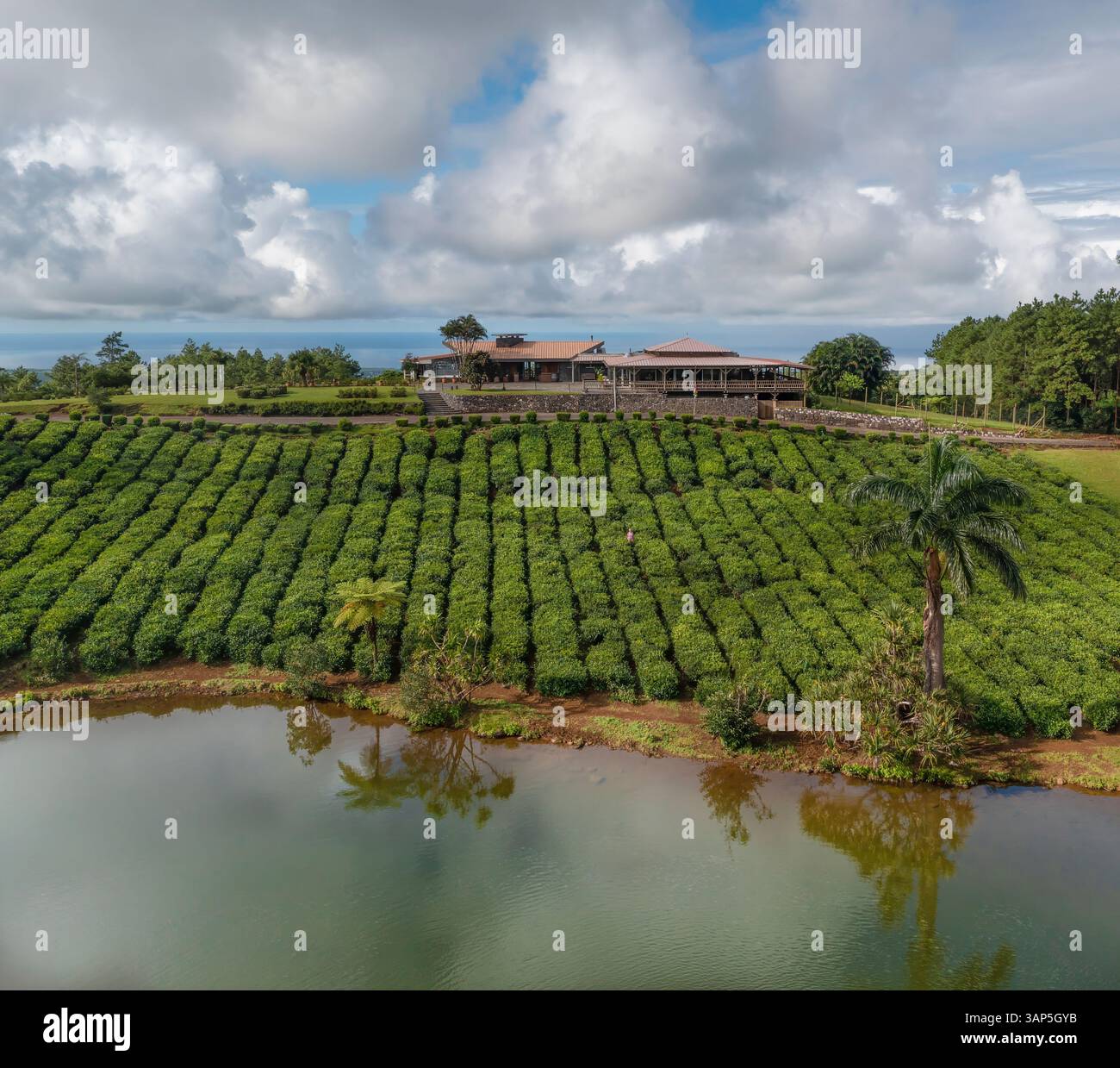 Aus der Vogelperspektive auf eine ruhige Teeplantage und einen ruhigen See mit Reflexion, Bois Cherie, Mauritius. Stockfoto