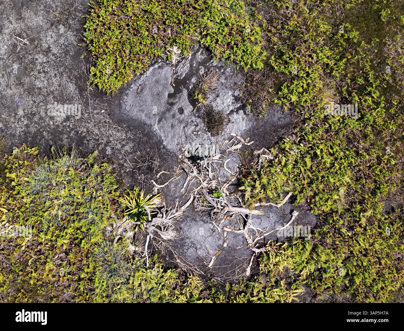 Blick aus der Vogelperspektive auf den ruhigen Naturpark mit einem See, Palmen, Schlamm und Sumpf, Fuvahmulah, Malediven. Stockfoto