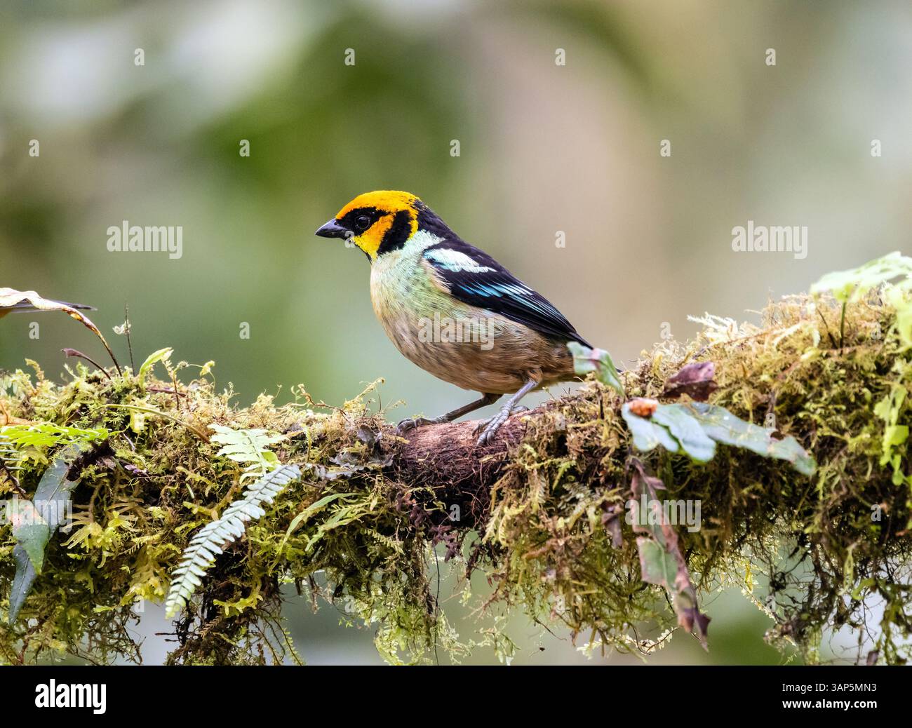 Nahaufnahme eines Flammengesichtigen Tanagers, der auf einem moosigen Zweig im Nebelwald in Ecuador sitzt Stockfoto