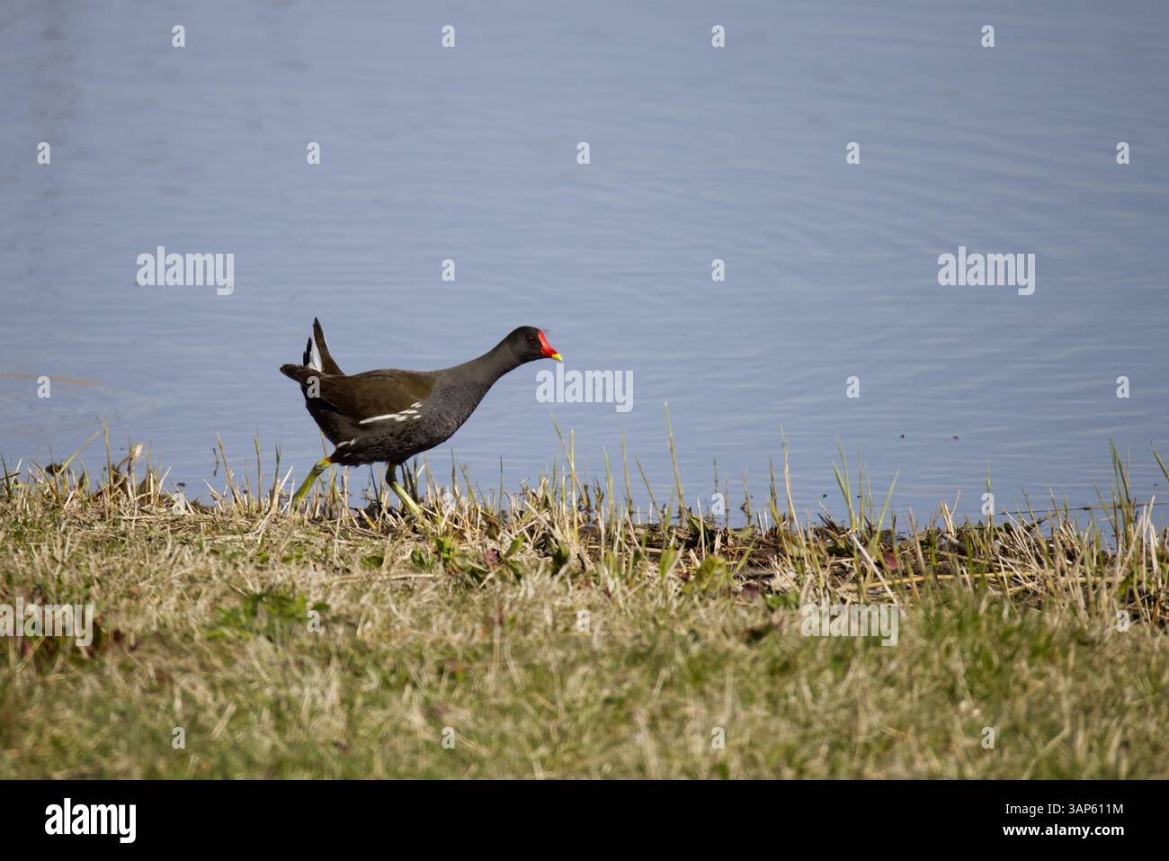 Moorhne, die entlang des Grasrandes an der Lagune läuft Stockfoto