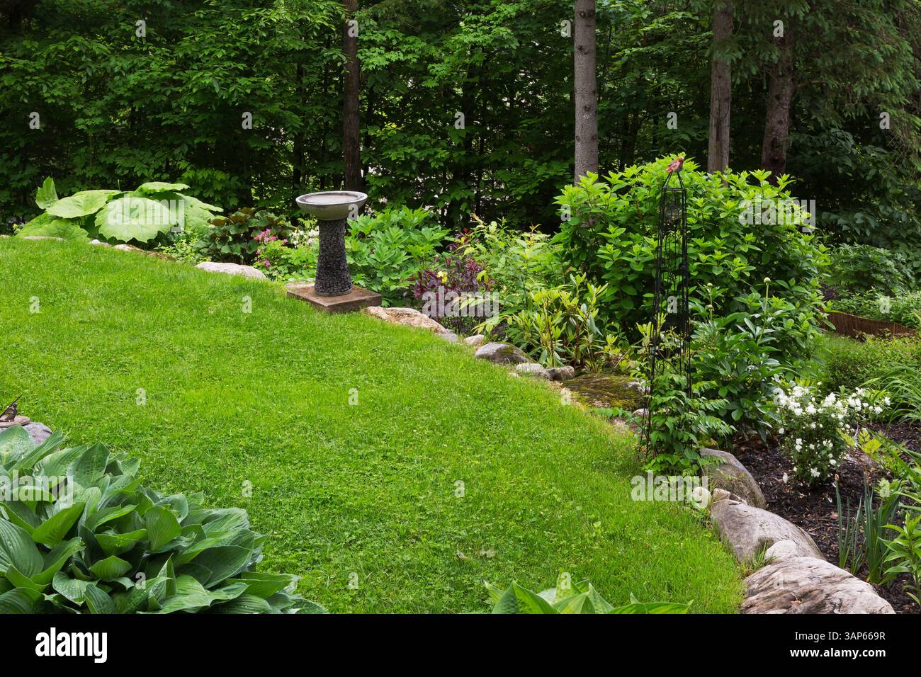 Astilboides tabularis, Prunus x cistena - Purpleleaf Sandkirsche, Hydrangea paniculata 'Pink Diamond', Philadelphus virginalis 'Snowbelle' in der Grenze. Stockfoto