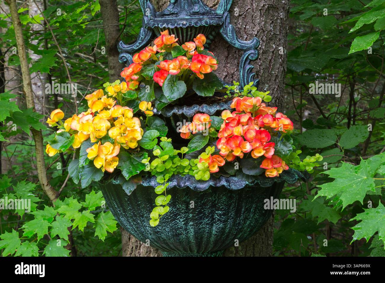 Rot-orange Begonia „Amstel Carnaval“, Lysimachia nummularia „Aurea“ – Loosestrife wächst im Frühjahr in mehrstöckigen Pflanzgefäßen, die am Baumstamm befestigt sind. Stockfoto