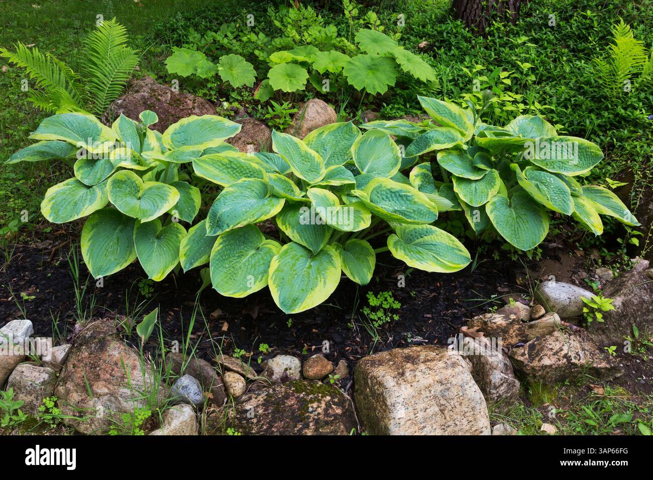 Hosta 'Sagae', Matteuccia struthiopteris - Straußenfarn, Astilboides tabularis in Felsenrand im Garten im Frühling. Stockfoto