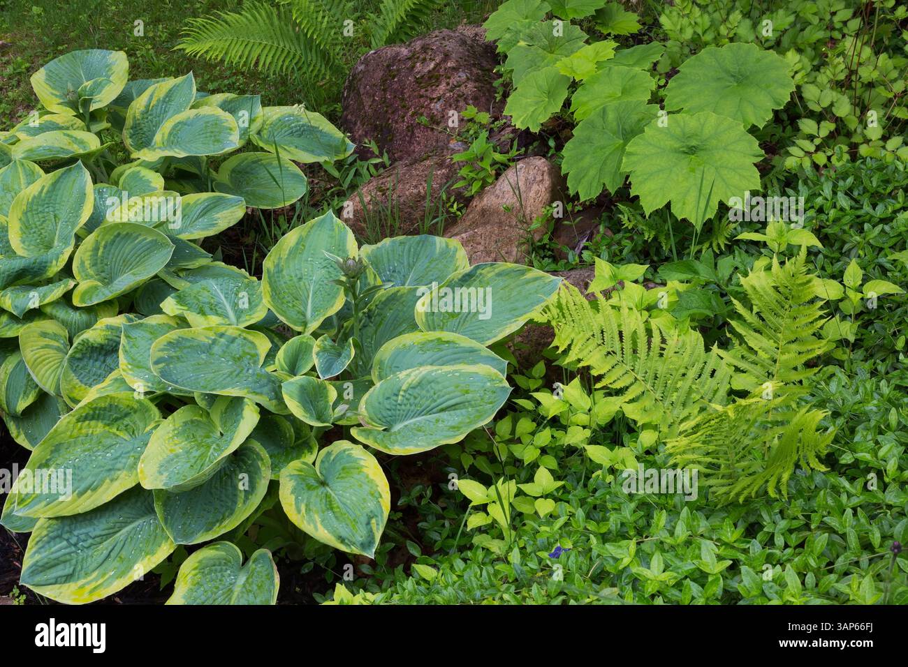 Hosta 'Sagae', Matteuccia struthiopteris - Straußenfarn, Astilboides tabularis in Felsenrand im Garten im Frühling. Stockfoto