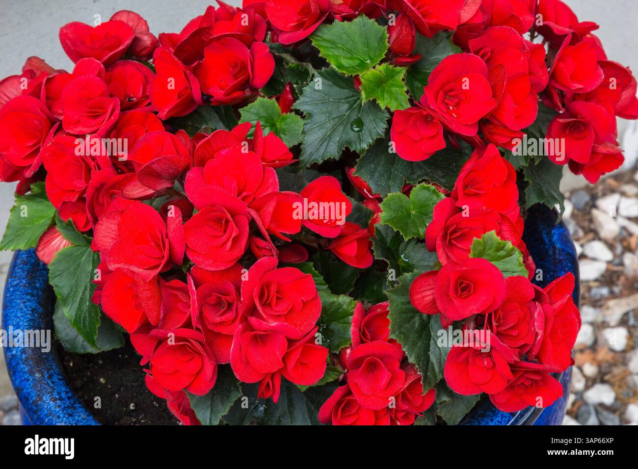 Begonia x hiemalis in blauem Pflanzgefäß im Frühjahr, Quebec, Kanada. Dieses Bild ist Eigenschaft freigegeben. CUPR0374 Stockfoto