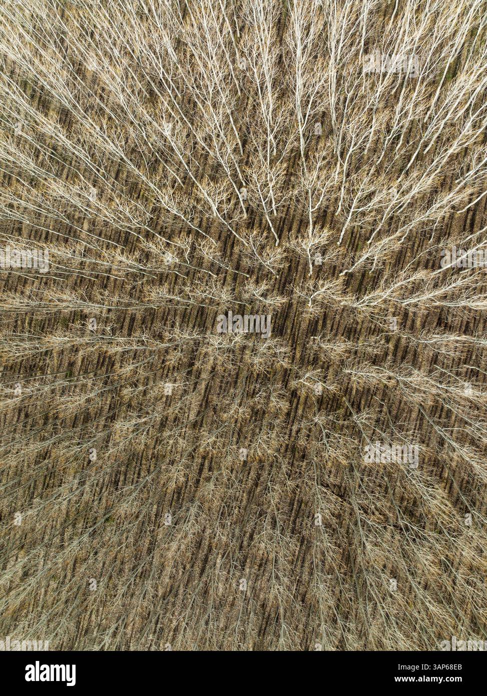 Aus der Vogelperspektive sehen Sie komplizierte gelbe Espen- und Pappelbäume in einer ruhigen Landschaft, Fonelas, Granada, Spanien. Stockfoto