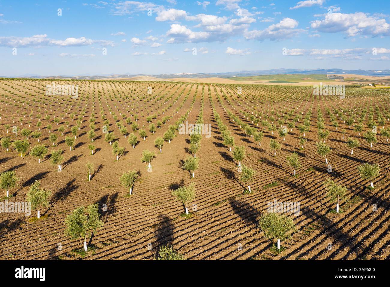 Blick aus der Vogelperspektive auf Olivenbäumen in Reihen auf einem wunderschönen grünen Feld, Cordoba, Provincia de Cordoba, Spanien. Stockfoto