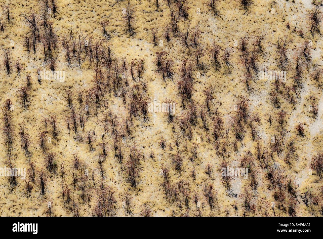 Aus der Vogelperspektive von Mopane-Bäumen (Colophospermum mopane), verhindert von normalem Wachstum, da sich Elefanten ständig von ihnen ernähren, Okavango Delta, Moremi Game Reserve, Botswana. Stockfoto