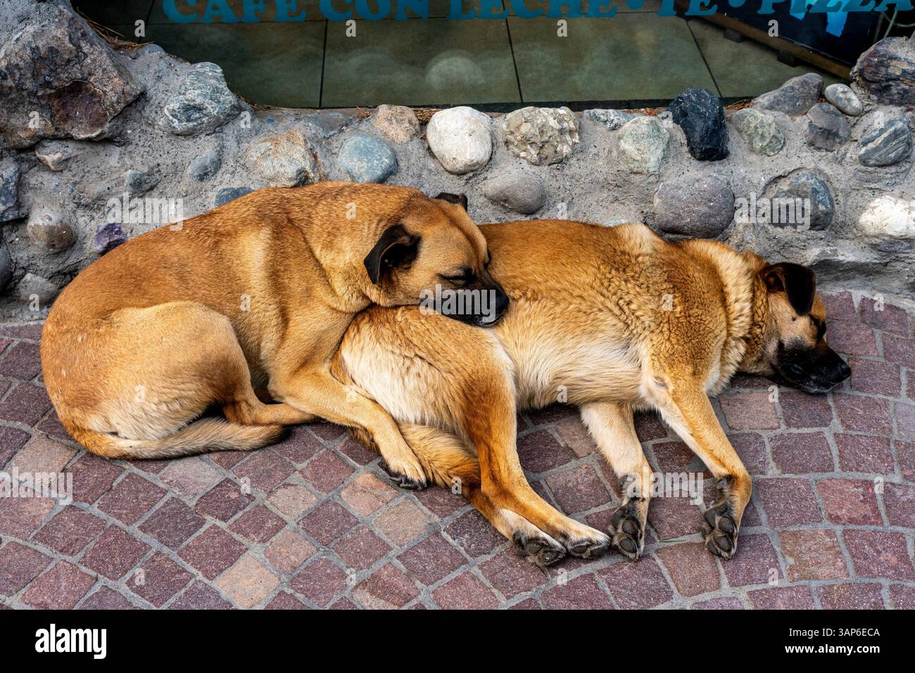 El Calafate, Provinz Santa Cruz, Patagonien, Argentinien. Stockfoto