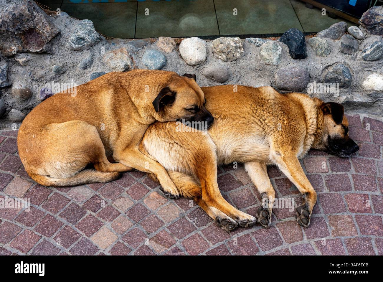 El Calafate, Provinz Santa Cruz, Patagonien, Argentinien. Stockfoto