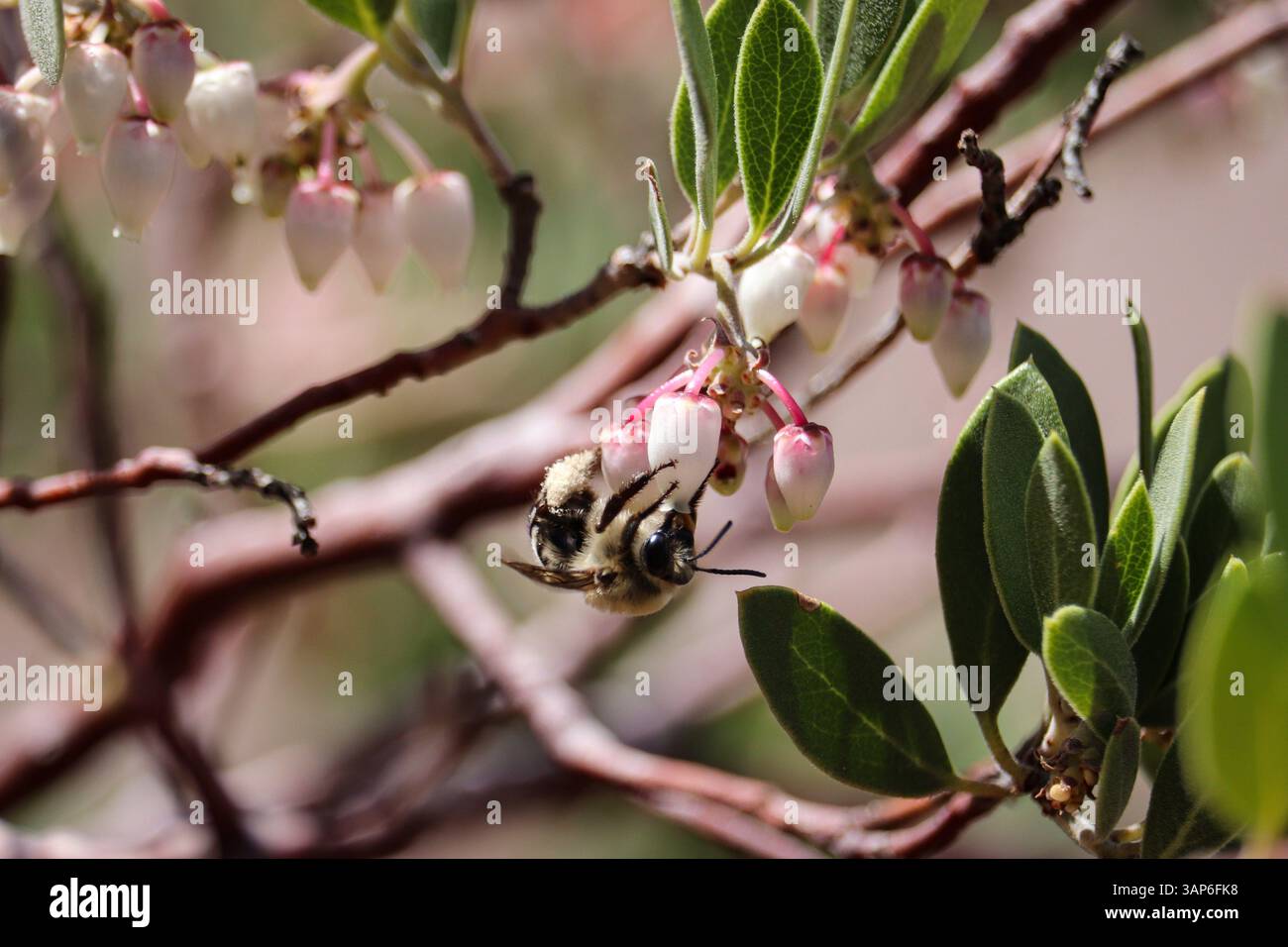Berggräberbienen oder Habropoda-Gattung fressen einige Manzanita-Blüten in Payson, Arizona. Stockfoto