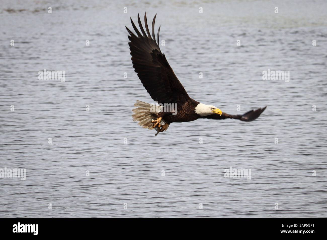 Weißkopfseeadler oder Haliaeetus leucocephalus mit einem Fisch, der am Green Valley Lake in Payson, Arizona, gefangen wird. Stockfoto