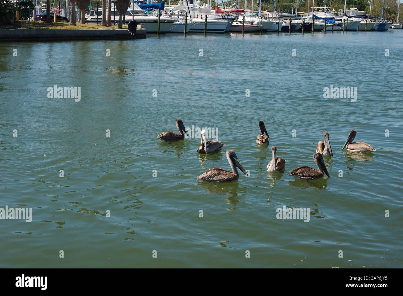 Blick auf mehrere braune Pelicaner in ruhigem, flachem Wasser. Reflexion des Himmels bei kleinen Wellen. In Gulfport, Florida an einem sonnigen Tag. In der Nähe des Yachthafens Stockfoto