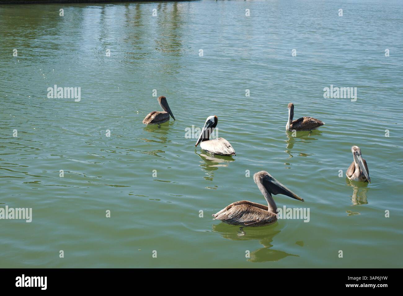 Blick auf mehrere braune Pelicaner in ruhigem, flachem Wasser. Reflexion des Himmels bei kleinen Wellen. In Gulfport, Florida an einem sonnigen Tag. In der Nähe des Yachthafens Stockfoto