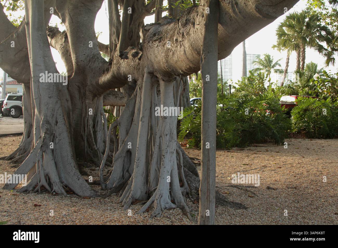 Palm Beach, Florida, USA. Wurzeln eines großen Banyanbaums im Lakeside Park. Stockfoto