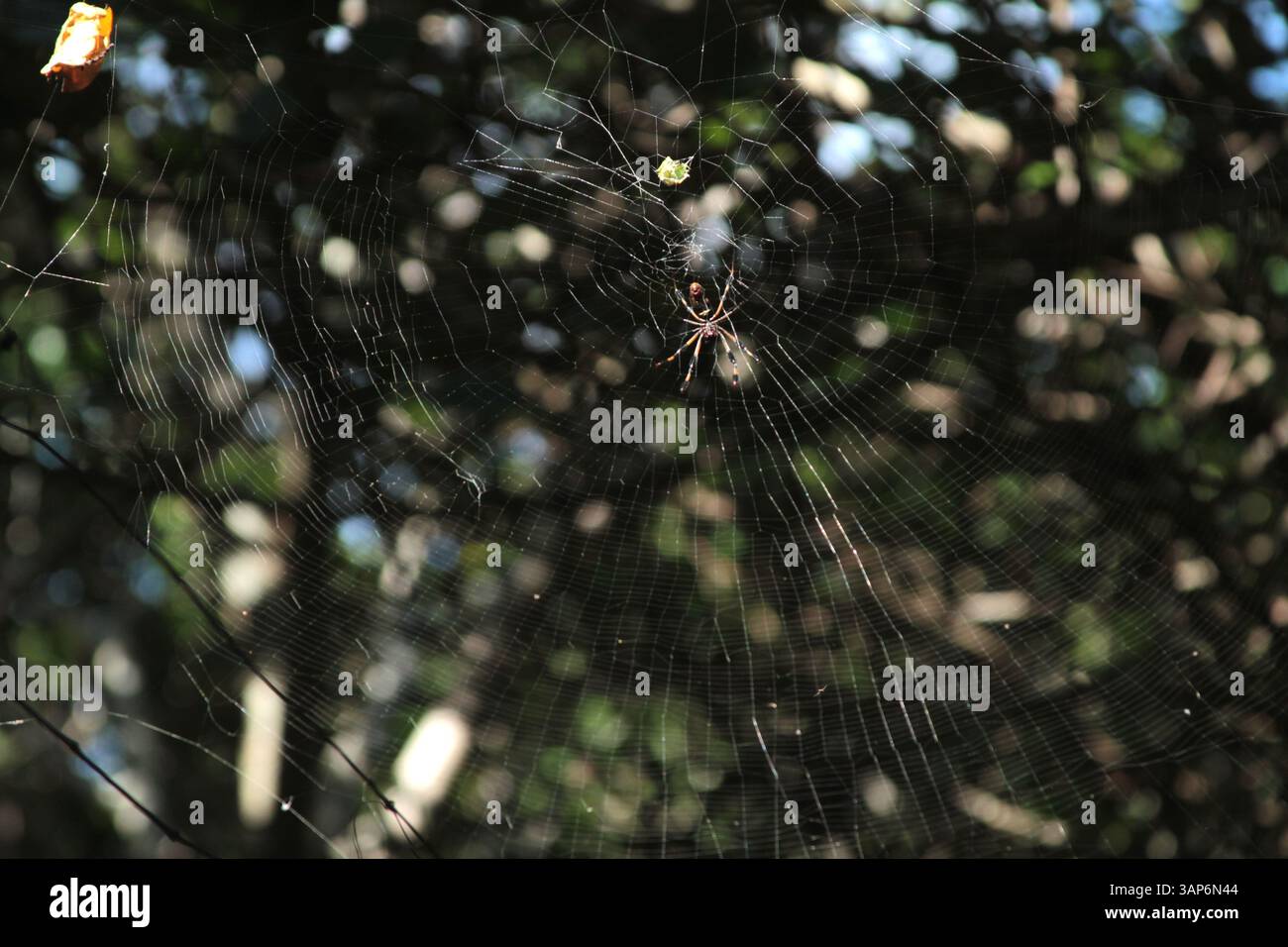 Florida, USA. Ein goldener Seidenknüpfer (Trichonephila clavipes) in der Mitte seines Netzes. Stockfoto
