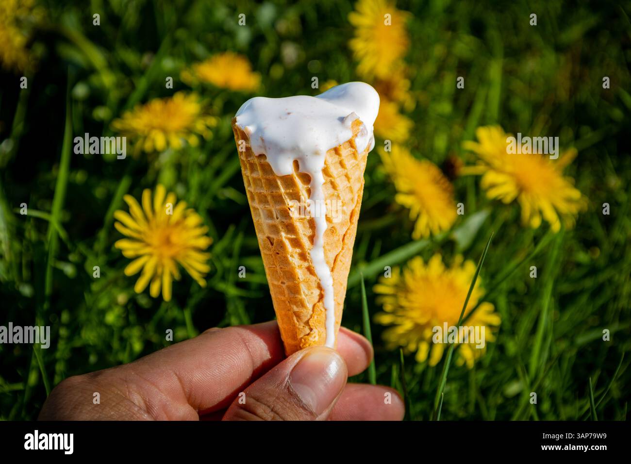 Eine Person hält einen Eiskegel mit einem weißen Niesel drauf. Die Szene spielt in einem grasbewachsenen Feld mit gelben Blumen im Hintergrund. Szene i Stockfoto