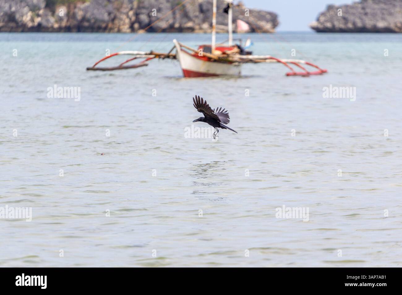 Eine Krähe fliegt tief über dem Meer auf der Isla Gigantes, Iloilo, Philippinen, gefangen mit Flügeln, die weit vor der Meereskulisse verteilt sind Stockfoto
