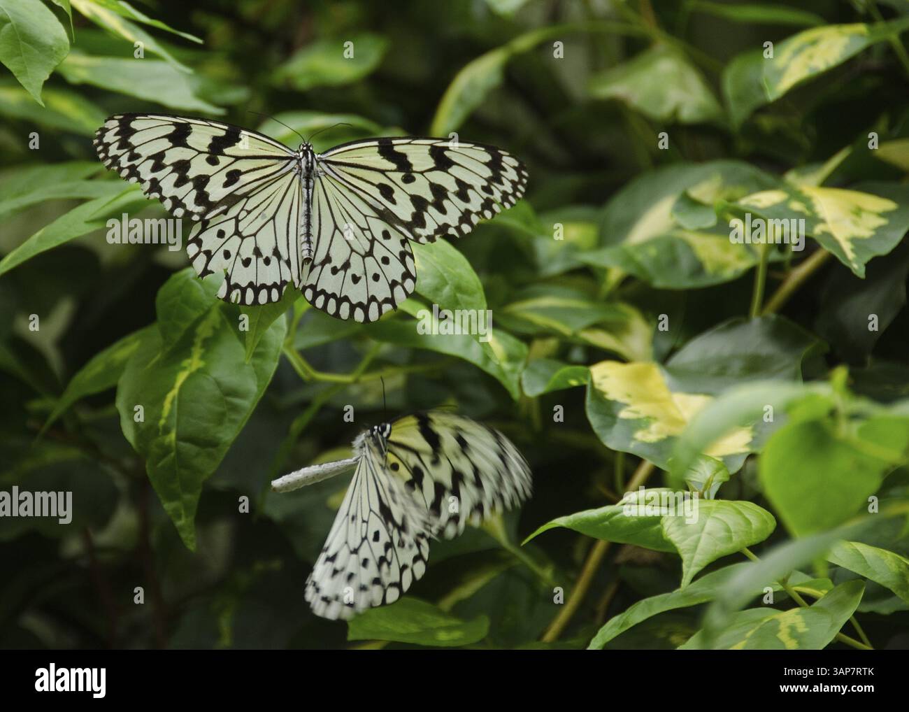 Zwei große Baum-Nymphe-Schmetterlinge, Idee Leuconoe, sitzen und fliegen auf einer grünen Pflanze, Japan, Asien Stockfoto