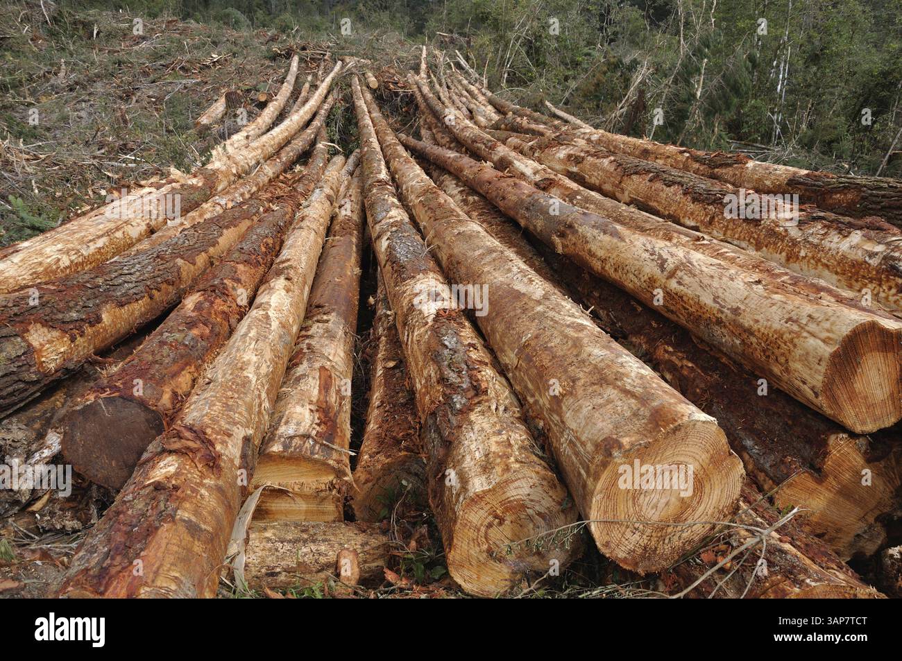 Frisch geschnittene Baumstämme von Pinus radiata warten auf der Landung an einem Mühlengelände an der Westküste Stockfoto