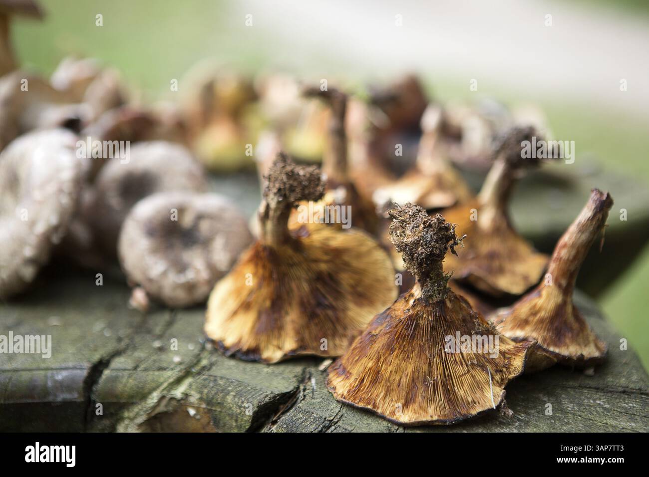 Pilze auf einem Tisch im Wald gesammelt, 2018 Stockfoto
