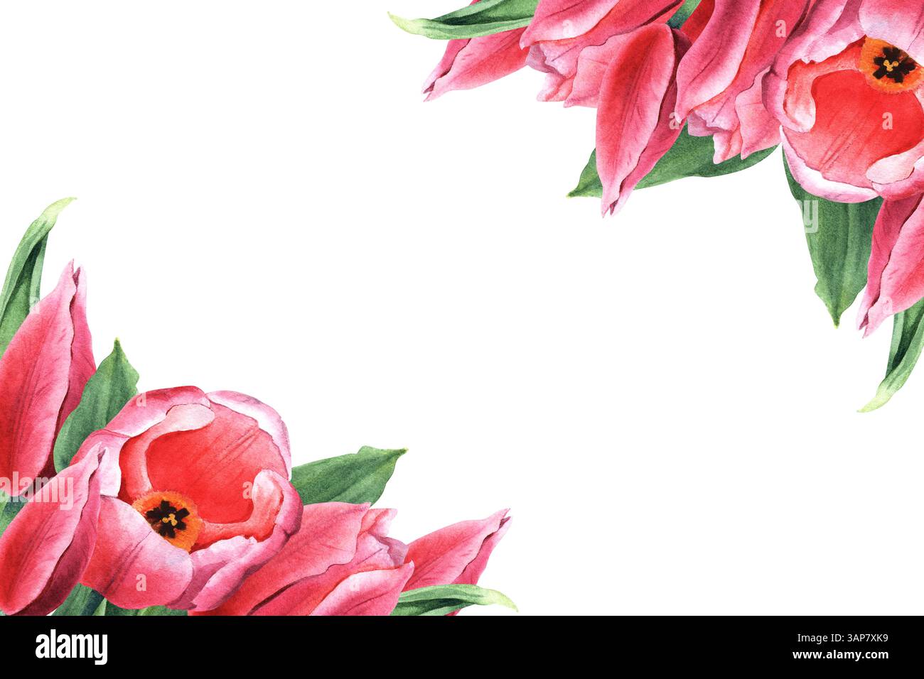 Rechteckiger Rahmen aus rosa Tulpenblüten, Knospen und Blättern in Aquarellfarbe. Aquarellabbildung isoliert auf weiß. Stockfoto