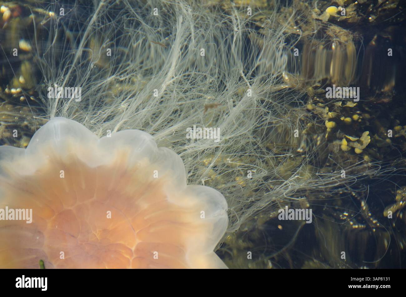 Löwenmähne Quallen, Cyanea capillata, Schwimmen im Wasser nahe der Oberfläche, Norwegen, Europa Stockfoto