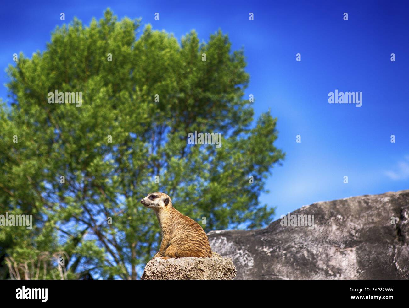 Ein Erdmännchen sitzt auf einem Stein im Escobar Zoo, Argentinien 2016 Stockfoto