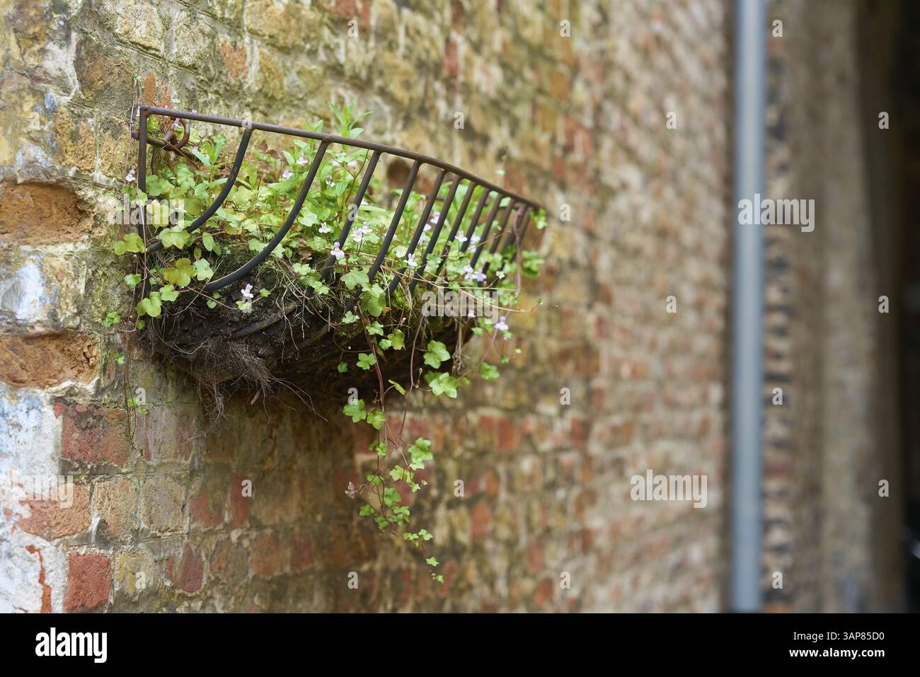 Cymbalaria muralis, als Dekoration in einem Korb im historischen Zentrum von Brügge in Belgien Stockfoto