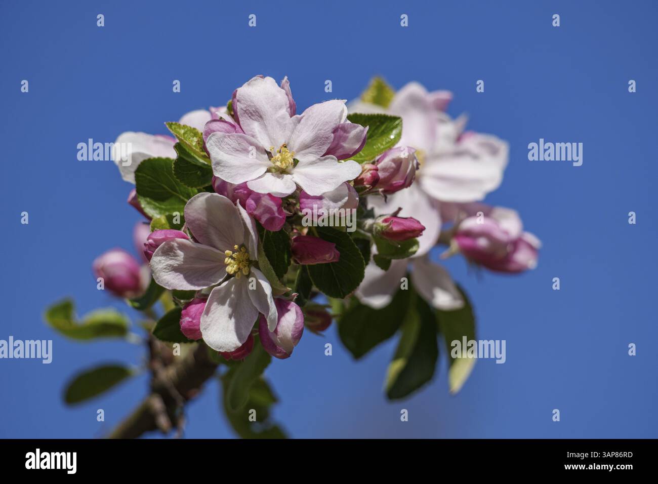 Gruppe rosafarbener Apfelblüten vor einem klaren blauen Himmel, borken, münsterland, deutschland Stockfoto