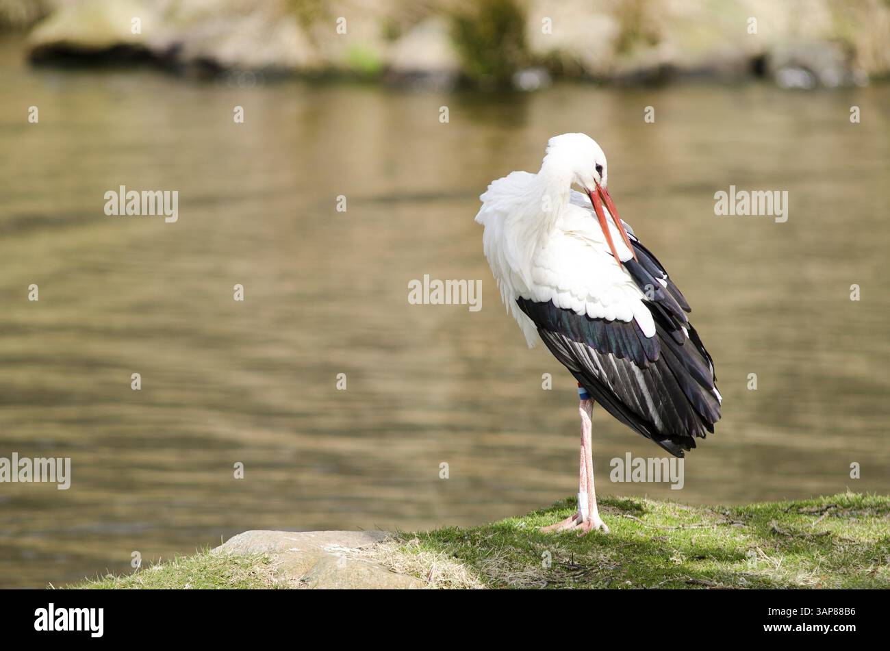 Weißstorch an einem See (Ciconia Ciconia) im zeitigen Frühjahr Reinigung seine Federn Stockfoto
