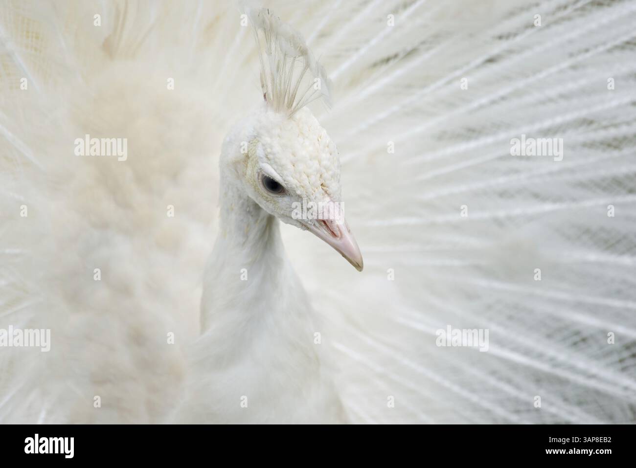 Porträt eines weißen Pfau mit offenen Federn Stockfoto