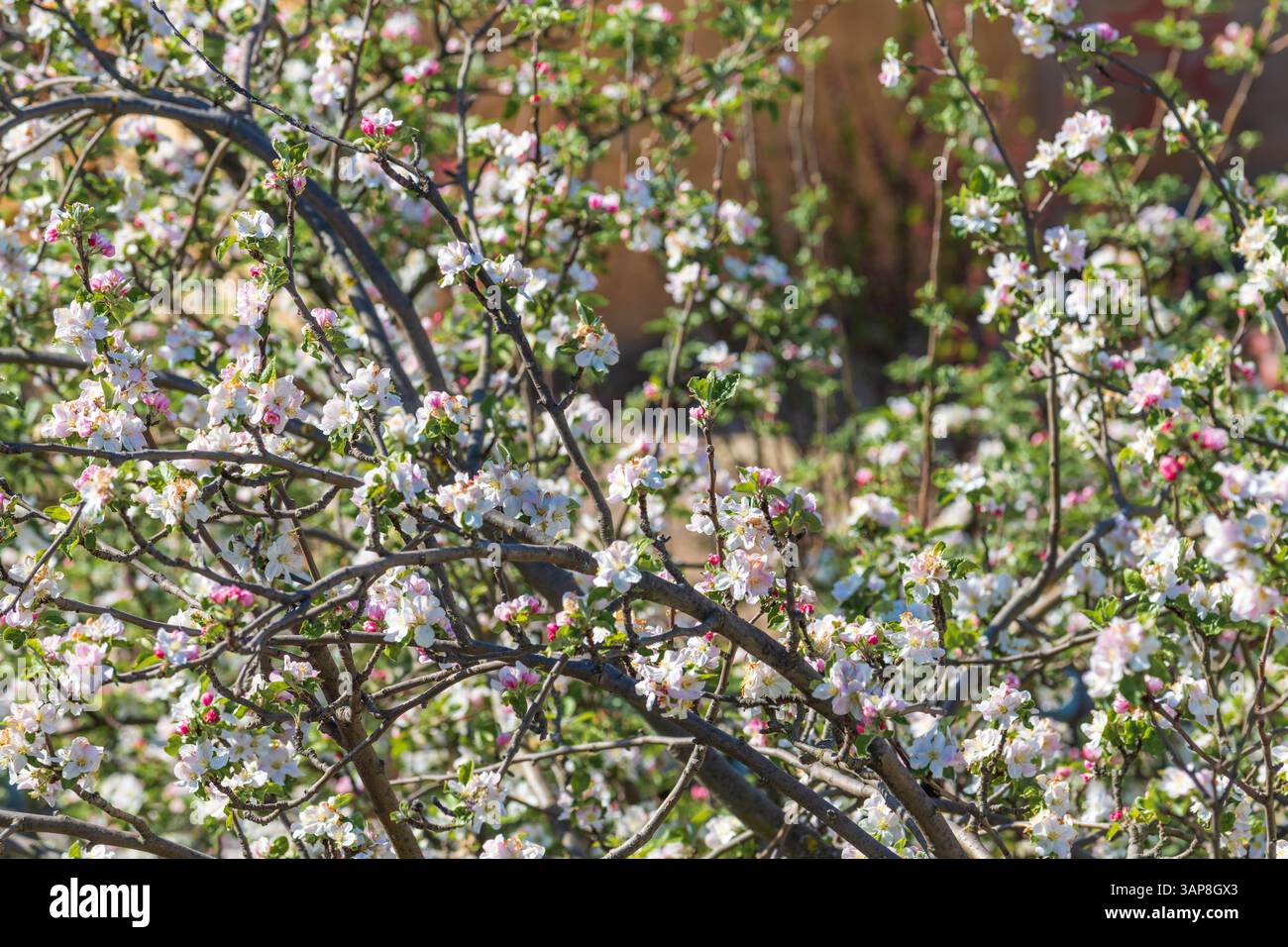 Europäische Krabbenapfelblüte im Frühjahr, selektiver Fokus Stockfoto